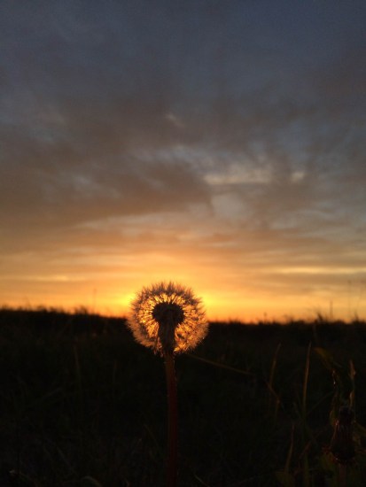 dandelion.jpg