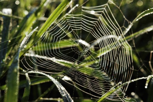 spiderweb.jpg