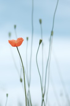 raquel-raclette-265486